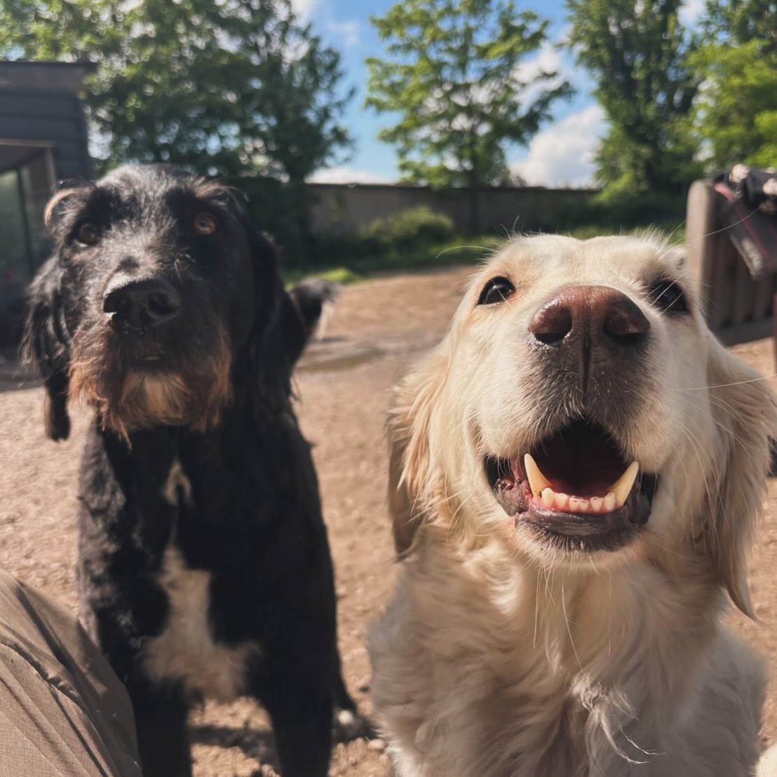 Hunde beim Spielen in der HuTa Krefeld
